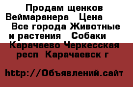 Продам щенков Веймаранера › Цена ­ 30 - Все города Животные и растения » Собаки   . Карачаево-Черкесская респ.,Карачаевск г.